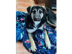 Adopt Sampson a German Shepherd Dog