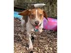 Adopt Chip a Beagle