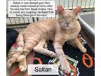 Adopt Saltan and Caesar bonded pair a Domestic Short Hair