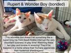 Adopt Rupert and Wonder Boy BONDED pair a Domestic Short Hair