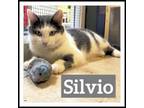 Adopt Silvio a Domestic Short Hair