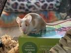 Adopt Malibu a Mouse