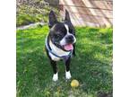 Adopt Bolo a Boston Terrier