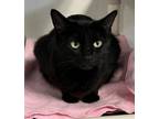 Adopt Diesel a Domestic Short Hair