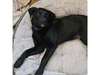 Adopt Poe D15351 a Poodle, Black Labrador Retriever