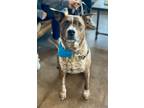 Adopt Rusty a Staffordshire Bull Terrier