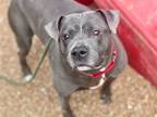 Adopt LAFAYETTE a Pit Bull Terrier