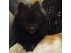 Pomeranian Puppy for sale in Greenville, NC, USA