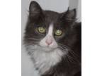 Adopt Arthur a Domestic Medium Hair