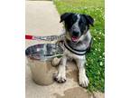 Adopt Snickers 24 a Australian Cattle Dog / Blue Heeler