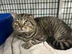 Adopt Mr. Cheeks a Domestic Short Hair