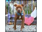 Adopt Elmo a Pit Bull Terrier