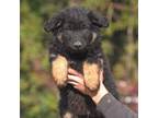 BI-Color german shepherd puppy