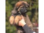 Sable German shepherd puppy