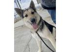 Adopt Barron a German Shepherd Dog, Mixed Breed