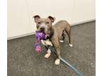 Adopt ROCC a Pit Bull Terrier, Mixed Breed