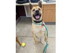 Adopt Issac a Chow Chow, Mixed Breed