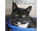 Adopt Boris a Domestic Short Hair