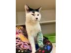 Adopt Ryder a Domestic Short Hair