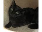 Adopt Black Top a Domestic Short Hair