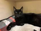 Adopt Linus a Domestic Short Hair