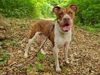 Adopt Mason a Pit Bull Terrier, Hound