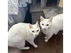Adopt Marty & Frankie a Domestic Short Hair