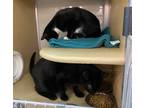 Adopt Axl and Slash a Domestic Short Hair