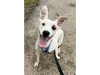 Adopt Squidward a Terrier, Mixed Breed