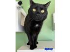 Adopt Spicey a Domestic Short Hair