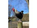 Adopt Pat a Chicken