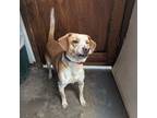 Adopt Casper a Beagle, Australian Cattle Dog / Blue Heeler