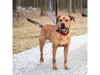 Adopt Biltmore a Mastiff, German Shepherd Dog