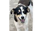 Adopt Bleu Okie a Husky, Anatolian Shepherd