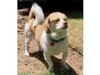 Adopt Simba W a Beagle, Pekingese