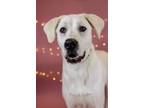 Adopt Roy a Great Pyrenees