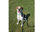 Adopt MOO a Treeing Walker Coonhound, Beagle