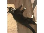Adopt Scrappy Willows (50% off adoption fee!) a Domestic Short Hair