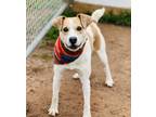 Adopt Timber $25 a Rat Terrier, Mixed Breed