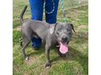 Adopt Primo a American Staffordshire Terrier