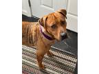 Adopt S`mores a Terrier, Cattle Dog
