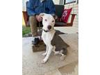 Adopt Buster a American Staffordshire Terrier, Pit Bull Terrier