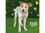 Adopt BANDIT a Collie, Mixed Breed