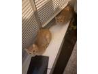 Adopt Leo and Neo a American Shorthair