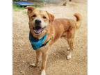 Adopt Lambeau a Retriever, Yellow Labrador Retriever