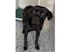 Adopt Milo a Black Labrador Retriever