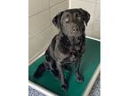 Adopt Miles a Black Labrador Retriever