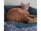 Adopt Cooper a Bengal, Dilute Calico