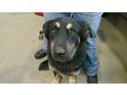 Adopt Jeramie The Duke 57952 a Australian Shepherd, Shepherd