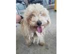Adopt Toney a Poodle, Mixed Breed